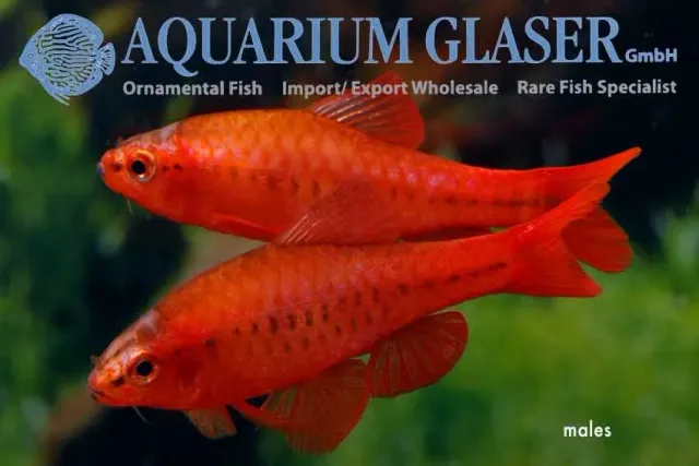 Näsets Ciklidhobby Barbus titteya albino barb lg