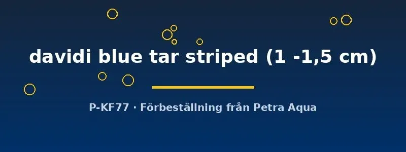 Näsets Neocaridina davidi blue tar striped räka 1–1,5 cm blå