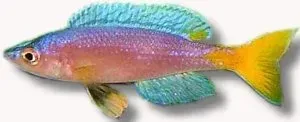 Näsets Ciklidhobby Cyprichromis leptosoma utinta ciklid 4–5 cm stim