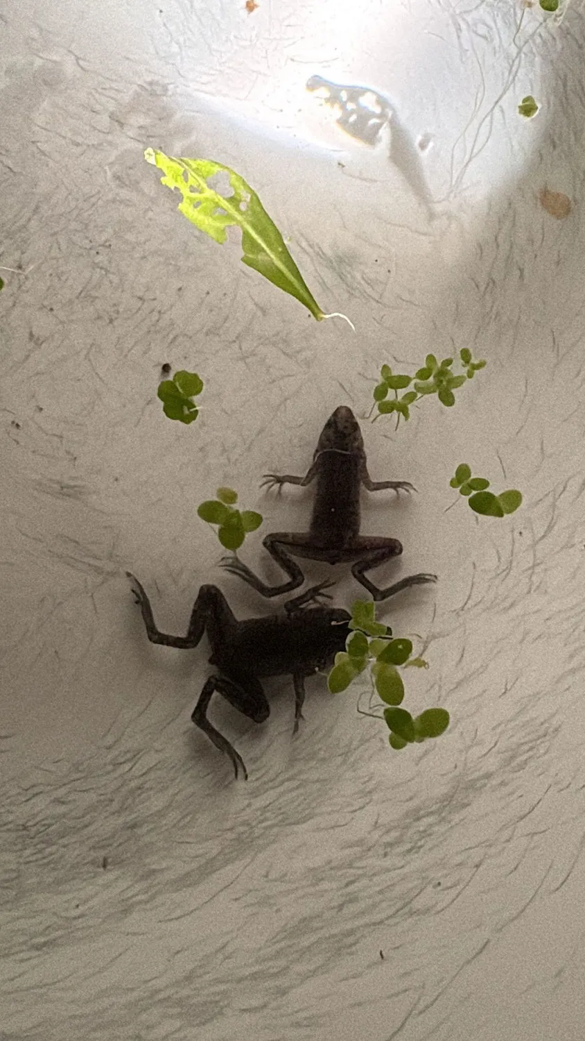 Garnelen TV Dvärgklorgröda Hymenochirus curticeps 4–5 cm