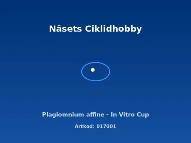 Näsets Ciklidhobby Plagiomnium affine akvarieväxt in vitro-kopp