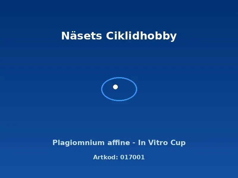 Näsets Ciklidhobby Plagiomnium affine akvarieväxt in vitro-kopp