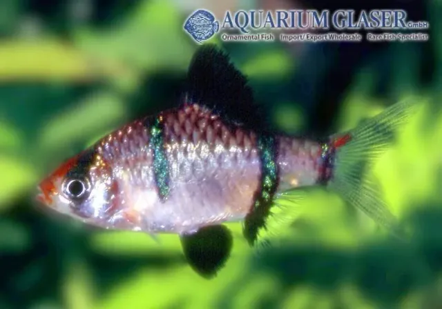 Näsets Ciklidhobby Barbus tetrazona moss green barb md grön