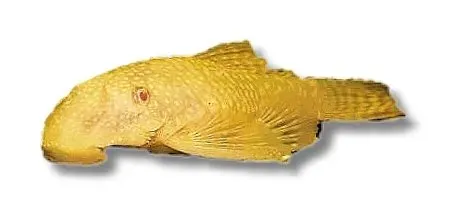Näsets Ciklidhobby Ancistrus albino mal akvariefisk 2–2,5 cm