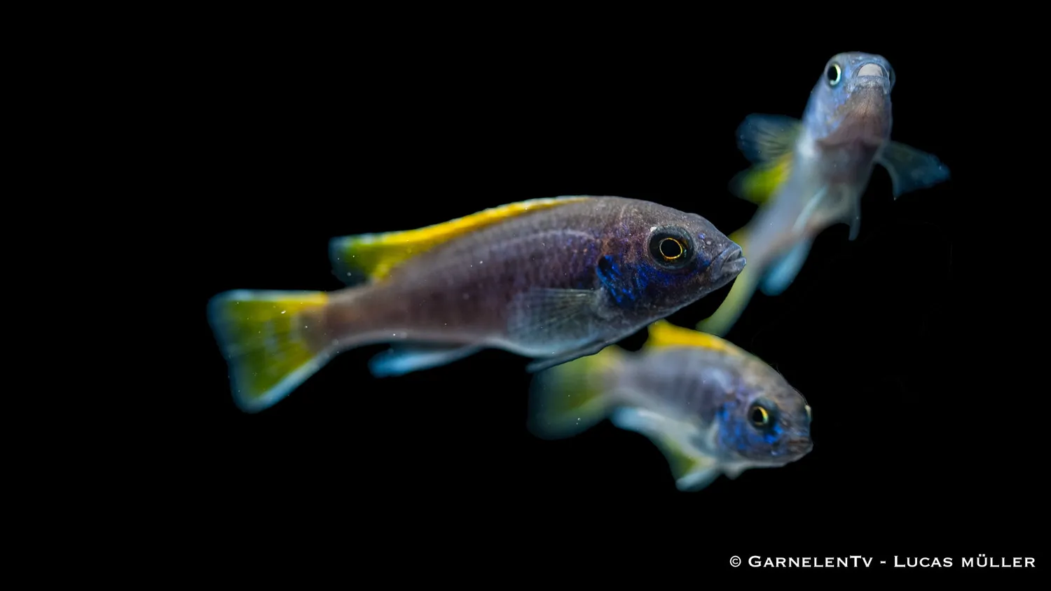 Garnelen TV Acei malawiciklid Pseudotropheus sp. 12 cm
