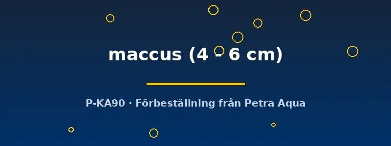Näsets Ciklidhobby LDA67 Panaqolus maccus mal 4–6 cm lugn