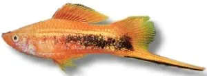 Näsets Ciklidhobby Tuxedo svärdfisk 5–6 cm