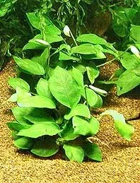 Näsets Ciklidhobby Anubias barteri nana växt pot tålig