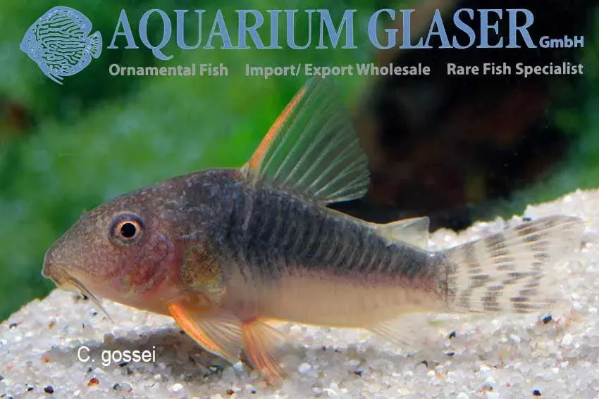 Näsets Ciklidhobby Corydoras gossei pansarmal sm