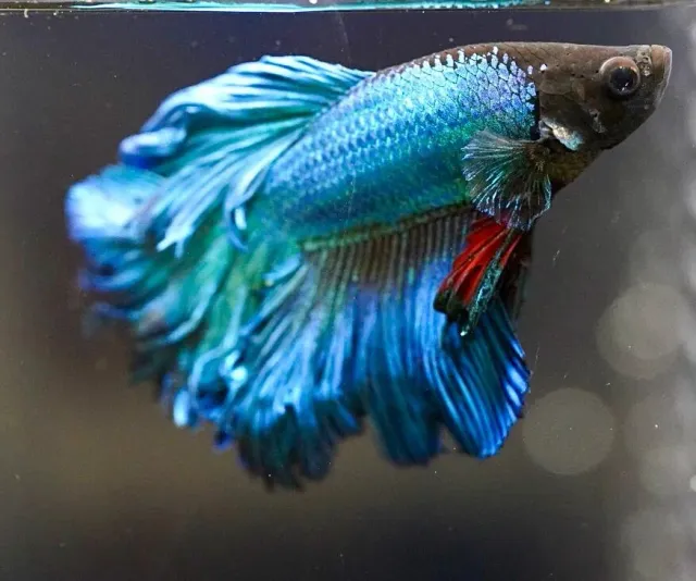 Näsets Betta Rose Blue kampfisk hane XL blå