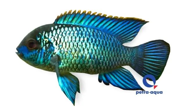 Andinoacara pulcher neon blue ciklid 6-7 cm