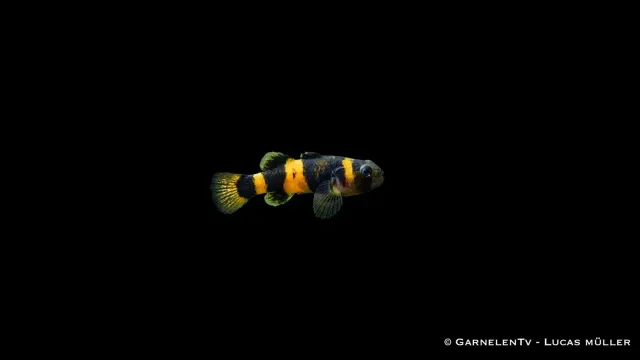 Garnelen TV Brachygobius xanthozona grundel 3-4 cm