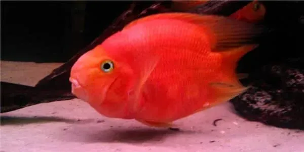Näsets Ciklidhobby Hybrid blood parrot ciklid 7-9 cm snäll