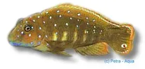Näsets Ciklidhobby Eretmodus cyanostictus Kigoma ciklid 3–4 cm