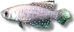 Näsets Ciklidhobby Black Pearlfish killifisk 2,5–4 cm pärl