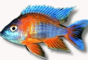 Näsets Ciklidhobby Aulonocara eureca ciklid 3–4 cm