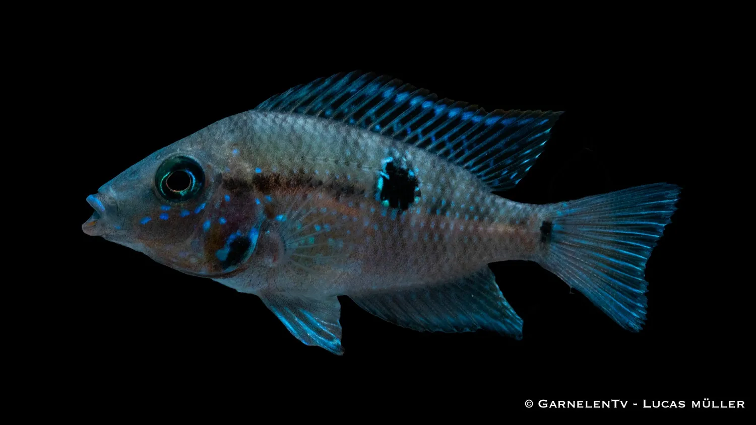 Garnelen TV Eldmunsciklid Thorichthys meeki akvariefisk