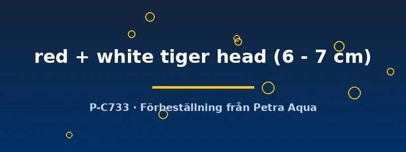 Carassius auratus Tiger Head guldfisk 6-7 cm