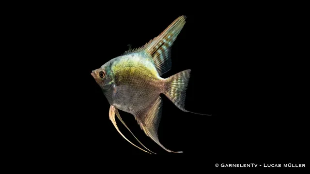 Garnelen TV Skalar Kobolt Grönspegel Pterophyllum XL