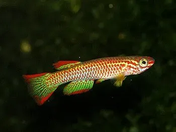 Aphyosemion gabunense killifisk par