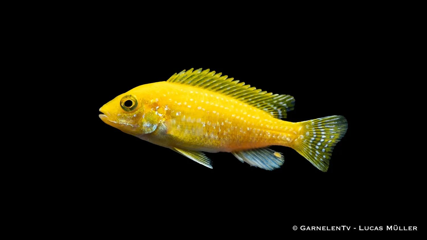 Garnelen TV Labidochromis Yellow ciklid 8-10 cm