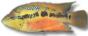 Näsets Ciklidhobby Salvins Cichlid ciklid 4–5 cm färgstark