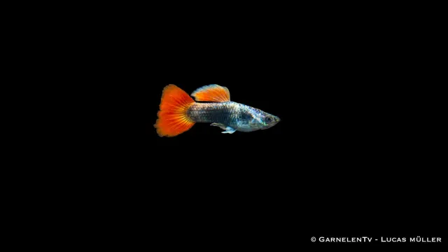 Garnelen TV Flame Tuxedo Poecilia reticulata guppy hane 3–4 cm