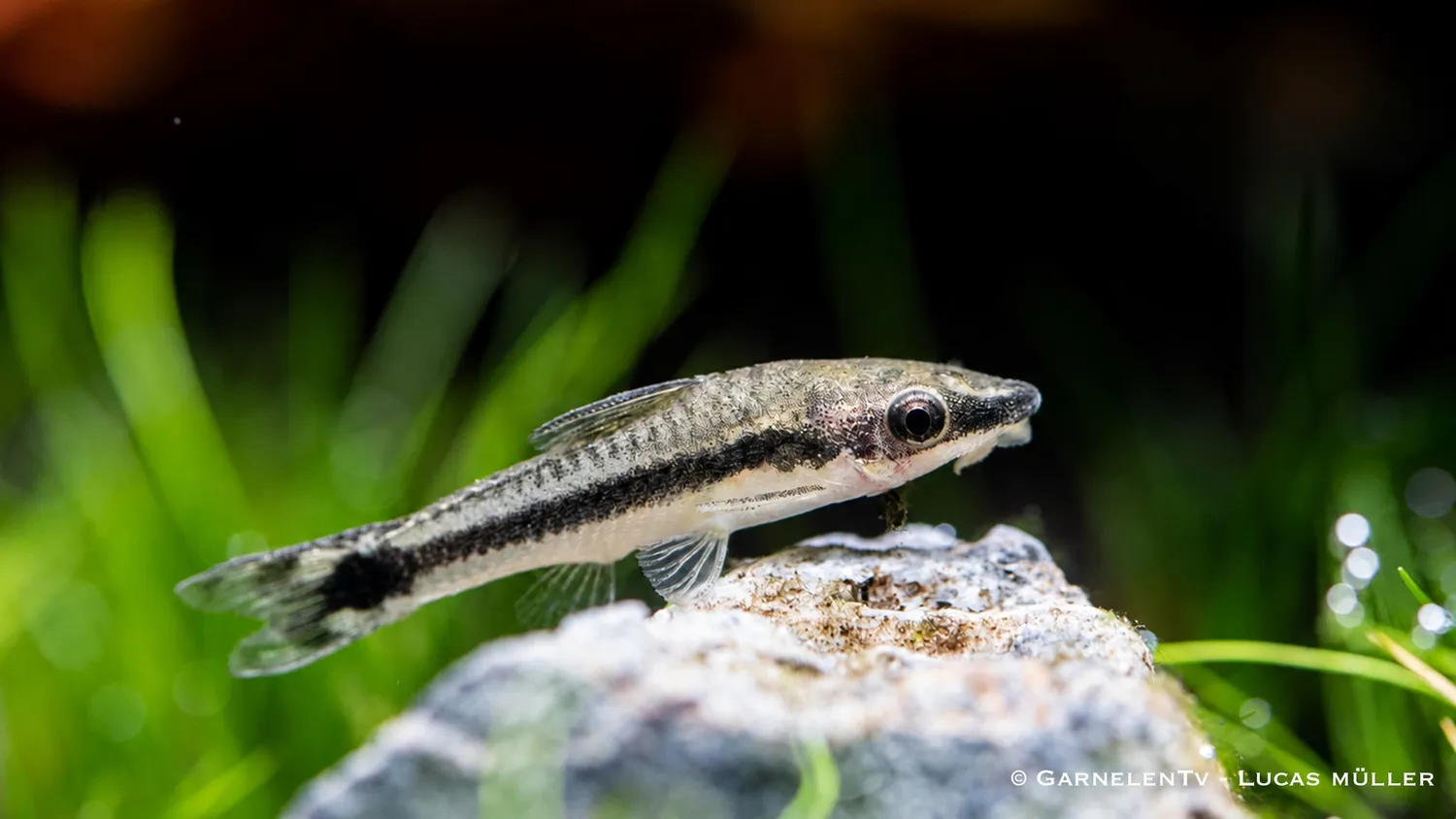 Garnelen TV Otocinclus affinis algätande mal 4–5 cm