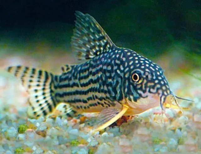 Näsets Ciklidhobby Sterbai Corydoras pansarmal 6,5 cm