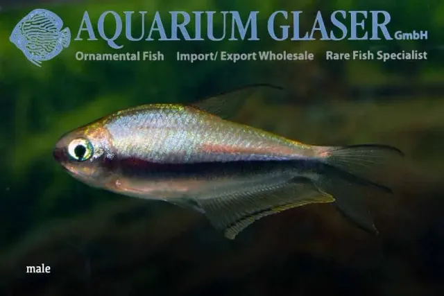 Näsets Ciklidhobby Black emperor tetra Nematobrycon palmeri md