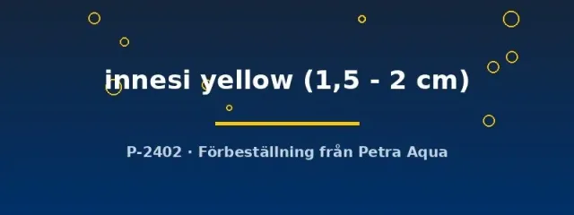 Näsets Ciklidhobby Paracheirodon innesi yellow neontetra 1,5–2 cm gul