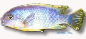 Näsets Ciklidhobby Petrotilapia tridentiger ciklid 5–6 cm