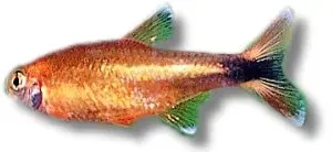 Näsets Ciklidhobby Hasemania nana marginata tetra 2,5–3 cm