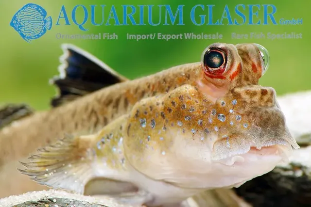 Periophthalmus barbarus slamkrypare 7–10 cm