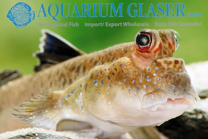Periophthalmus barbarus slamkrypare 7–10 cm