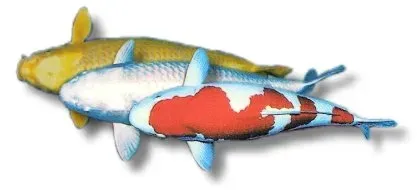 Cyprinus koi euro koi B dammfisk 2–4 cm
