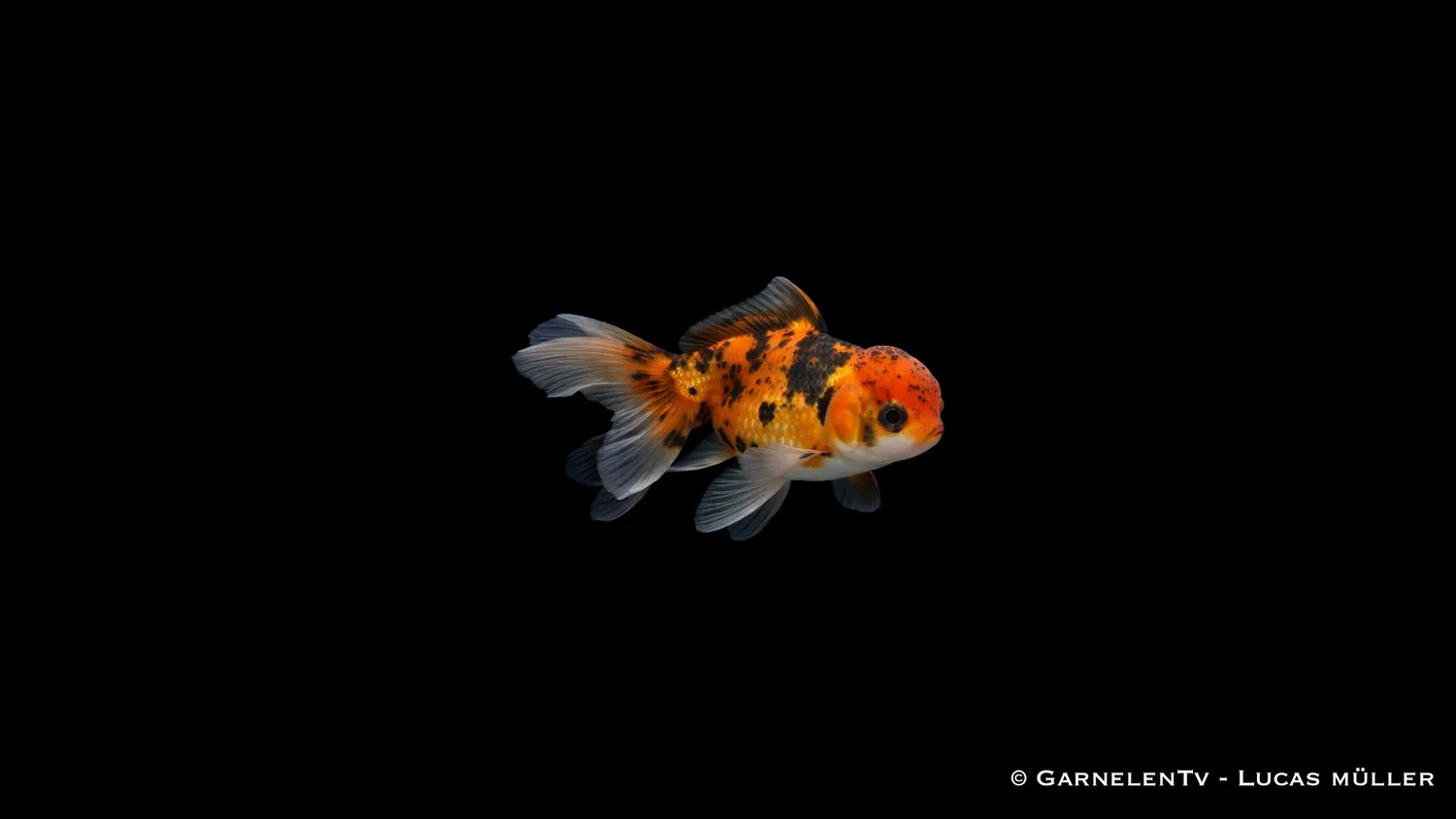 Garnelen TV Oranda Butterfly Mix guldfisk 7-8 cm