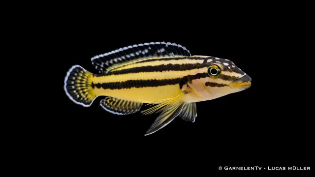 Garnelen TV Julidochromis marksmithi ciklid gul-blå