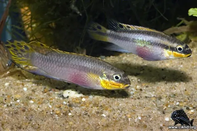 Näsets Ciklidhobby Gul palettciklid akvariefisk 5–6 cm Njanje
