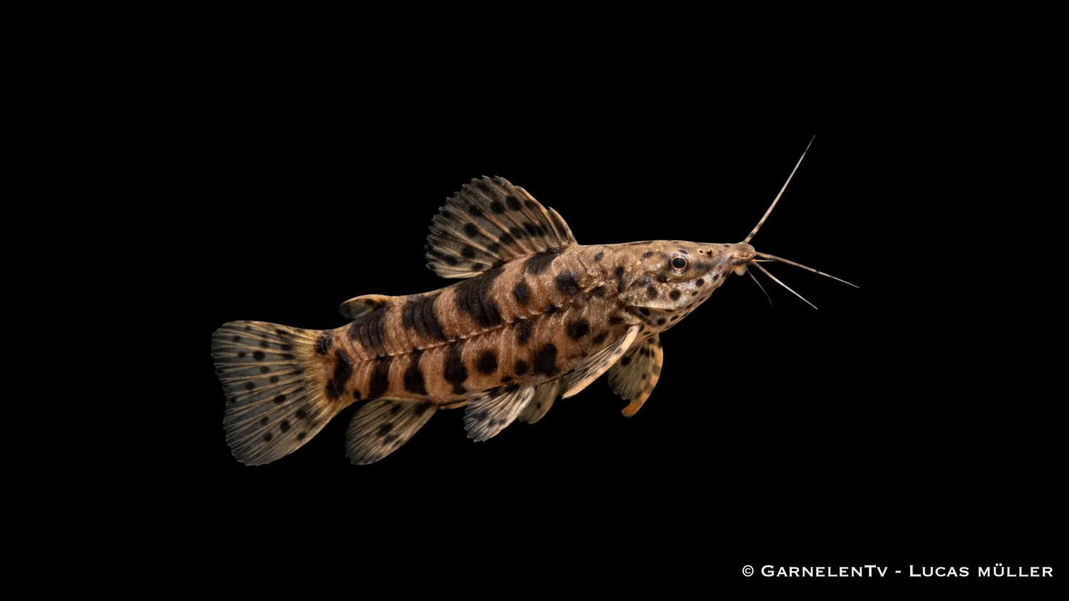 Garnelen TV Schwielenwels Megalechis thoracata pansarmal