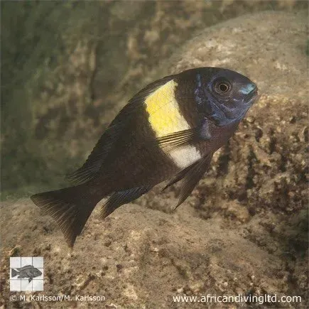 Näsets Ciklidhobby Tropheus duboisi Maswa ciklid 3–3,5 cm