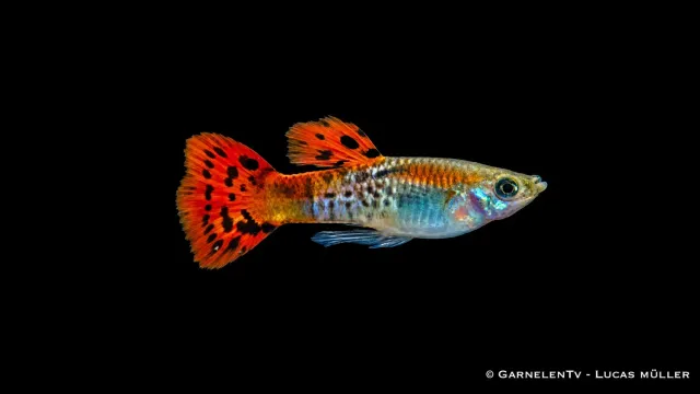 Garnelen TV Cobra Red guppy hane Poecilia reticulata