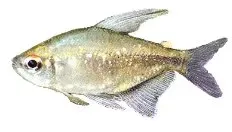 Näsets Ciklidhobby Diamond Tetra Moenkhausia pittieri stimfisk 2,5–3 cm