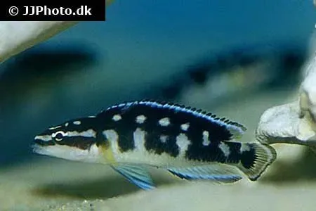 Näsets Ciklidhobby Julidochromis transcriptus ciklid 3–4 cm Tanganyika