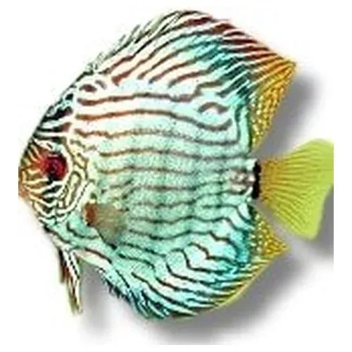 Näsets Ciklidhobby Symphysodon brilliant turquoise diskus 17–20 cm