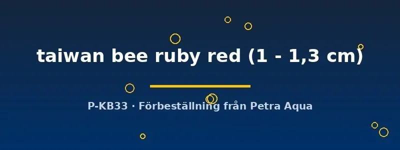 Näsets Ciklidhobby Caridina taiwan bee ruby red räka 1–1,3 cm