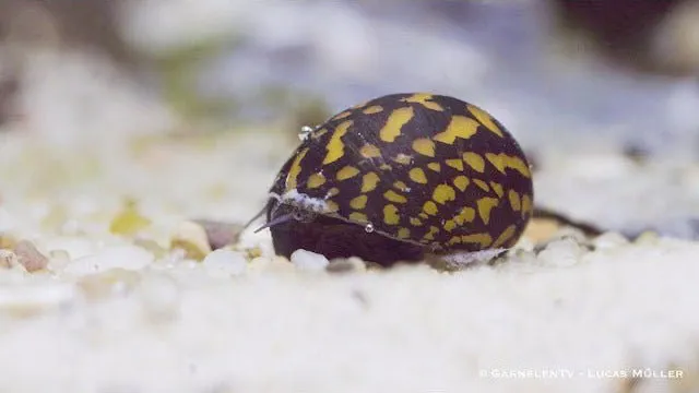 Garnelen TV Batik Neritina variegata algätande snäcka 1 st