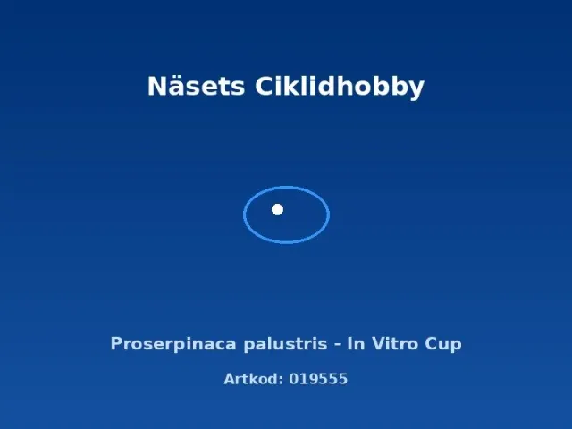 Näsets Ciklidhobby Proserpinaca palustris akvarieväxt in vitro