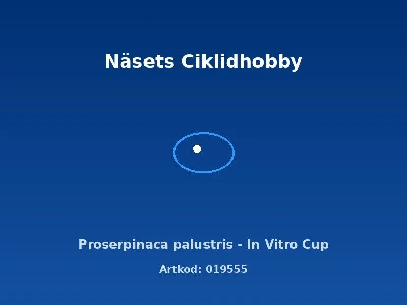Näsets Ciklidhobby Proserpinaca palustris akvarieväxt in vitro