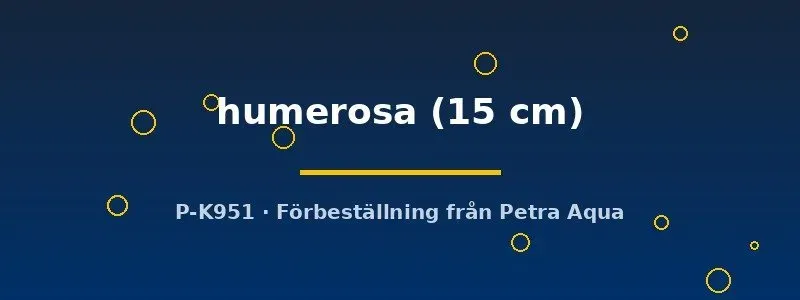 Näsets Ciklidhobby Potamotrygon humerosa rocka 15 cm